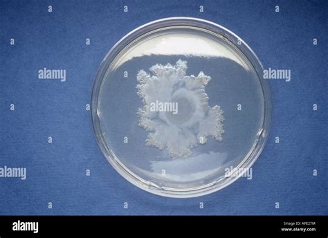 Bacillus Cereus Nutrient Agar