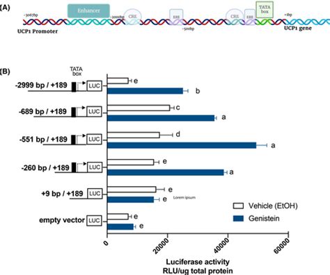 Genisteinmediated Thermogenesis And Whitetobeige Adipocyte