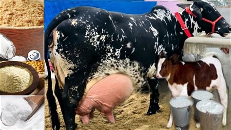 How To Increase Cow Milk In Summer Garmi Mein Gay Bhains Ke Dudh Badhane Ka Desi Tarika Youtube