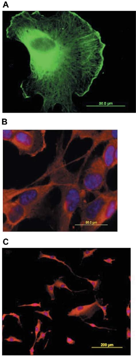 Figure From Establishment Of Human Retinal Microvascular Endothelial