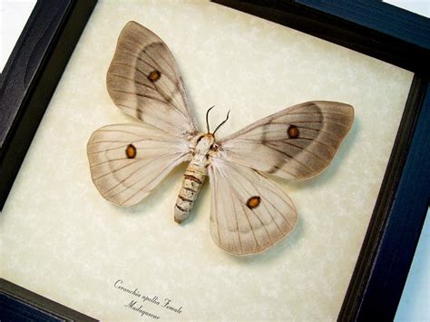 Ceranchia Apollina Female Ghostly Silkmoth Real Framed Moth Display