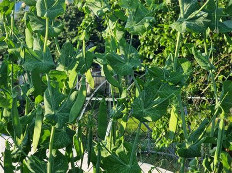 Как вырастить по-настоящему вкусный горох: шпаргалка по посеву: новости ...