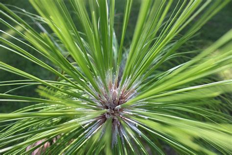 longleaf longleaf pine images pixabay