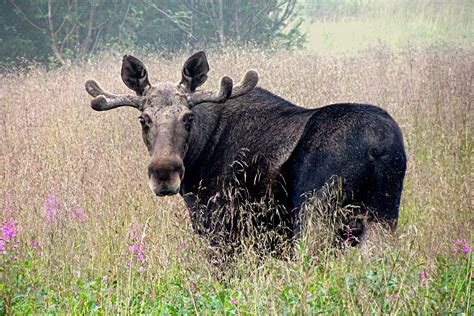 join  moose safari  northern norway nordland adventures