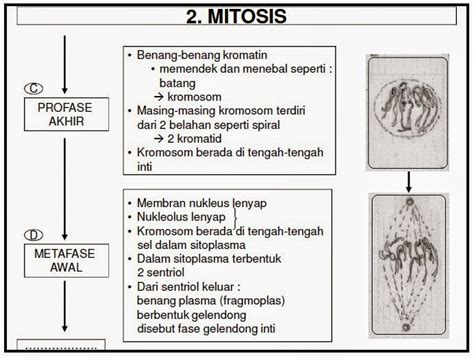 Pembelahan Mitosis Serta Tahapan Pembelahannya