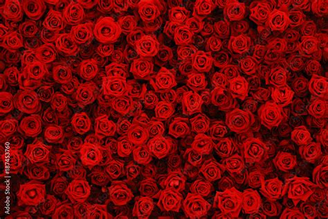 Natural Red Roses Background Flowers Wall Stock Photo Adobe Stock