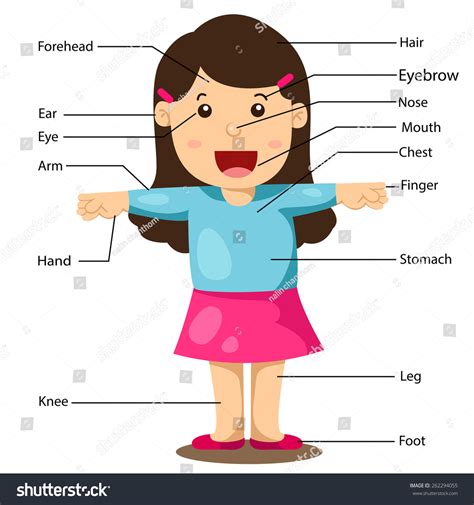 Illustration Of Girl With Labeled Body Parts Royalty Free Stock