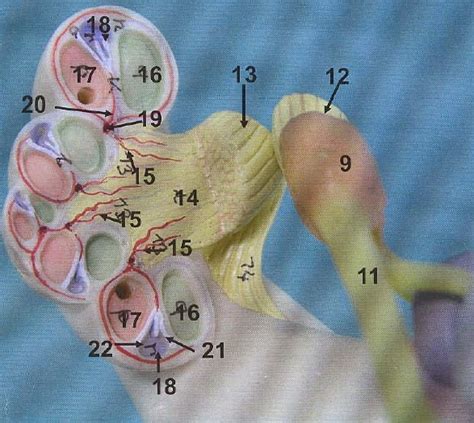 O Do Laberinto Detalle De Secci N De La C Clea Diagram Quizlet