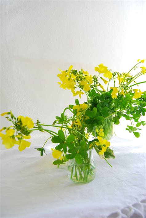 Bermuda Buttercup: Rethinking a Perennial Garden Weed - Gardenista