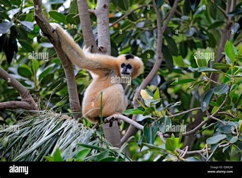 Cheeked Gibbon Hi Res Stock Photography And Images Alamy