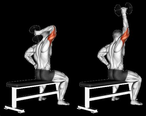 dumbbell seated single arm triceps extension guide muscles worked