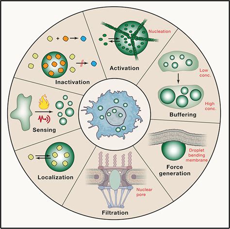 Liquid Liquid Phase Separation Phase Diagram Proteins Liqu