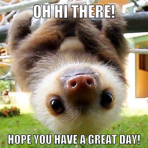 Pin on Heartwarming | Funny sloth pictures, Animal pictures, Funny