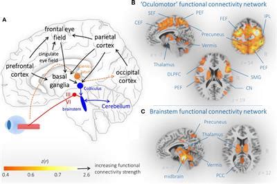 Frontiers Structural And Functional Brain Mapping Correlates Of