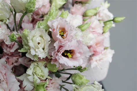 Алиса цветы (64 фото)