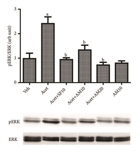 Western Blot Analysis For Perk Erk Expressions After Lx Cells Were