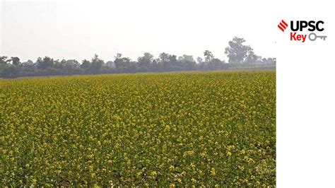 Upsc Key October Why You Should Read Hybrid Mustard Or