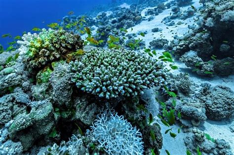 Premium Photo Colorful Marine Life Of Red Sea Corals And Fishes