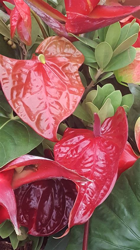 Anthurium andraeanum Linden ex André | Plants of the World Online | Kew ...