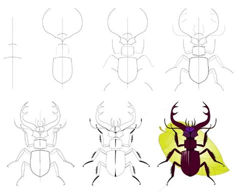 How To Draw Powerful Beetle Step By Step Drawing Photos