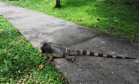 why is iguana vomiting for beginners 1