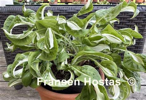 Hosta Twisted Spearmint - Fransen Hostas