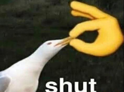 Shut Bird Blank Template Imgflip