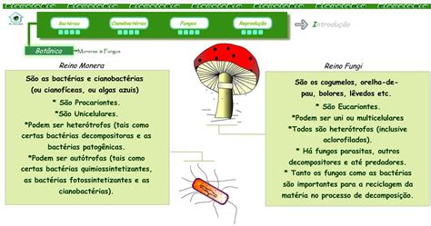 Atividade Sobre Fungos E Bacterias 4 Ano MIXBRAIN