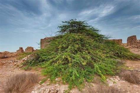 Prosopis juliflora - Flora of Qatar | Plant pictures, Water treatment ...