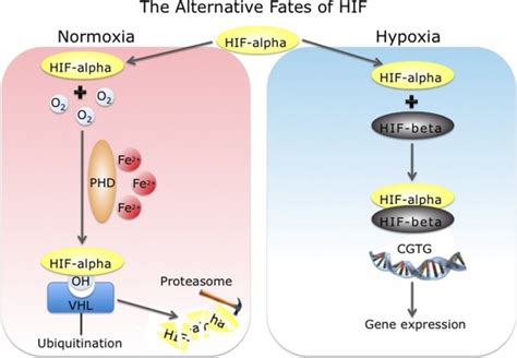 Schematic Representation Of The Regulation Of Hypoxia Inducible Factor