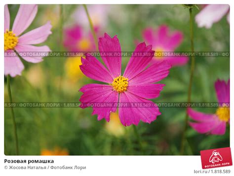 Розовая ромашка. Стоковое фото № 1818589, фотограф Жосова Наталья ...