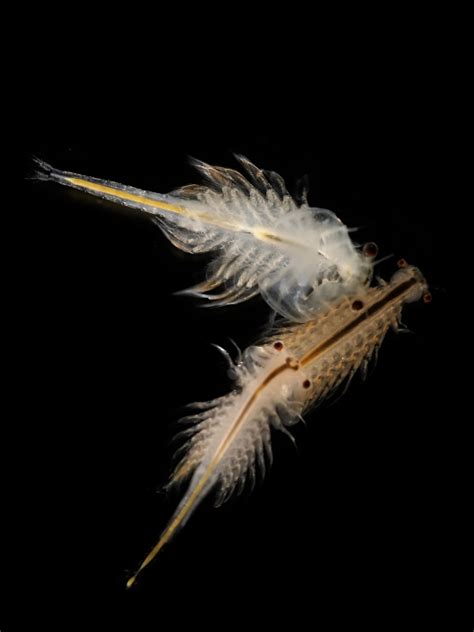 WoRMS - World Register of Marine Species