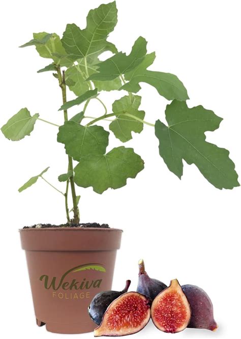 Violet De Bordeaux Fig Tree Live Plant In A 2 Inch Pot Ficus Carica