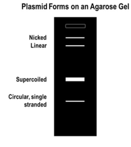 Solved Is it possible for EcoRI restriction enzyme to cut a | Chegg.com