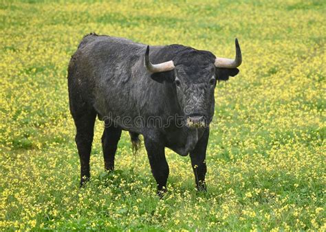 Powerful Bull with Big Horns Stock Photo - Image of mammal, strong ...