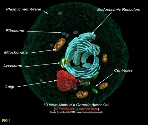 Human Cell Model