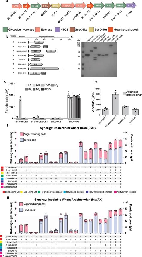 The Esterase Genes Enriched Ege Pul Of B Intestinalis Encodes