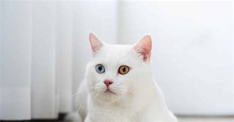 catsguide360
