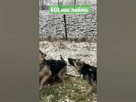 СУПЕР СОБАКИ . ВЕО Эрик и Гера . #dog #dogs #собака #superdog - YouTube
