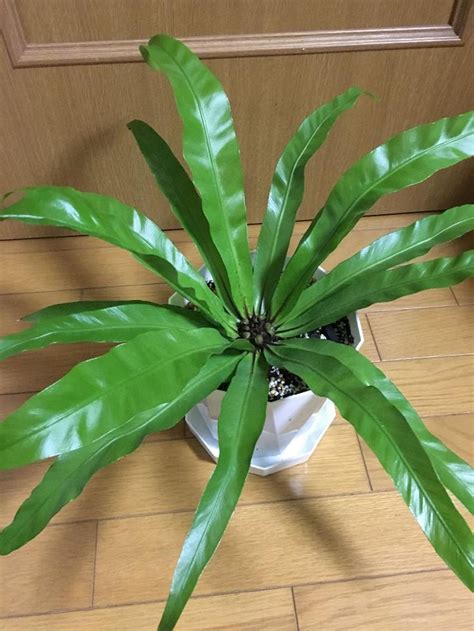 日陰でも育つ観葉植物3選！｜🍀greensnap（グリーンスナップ）