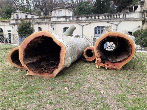 Montpellier Il Tait Malheureusement Temps Pour Les Platanes Abattus