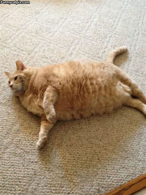 I Am The Fattest Cat