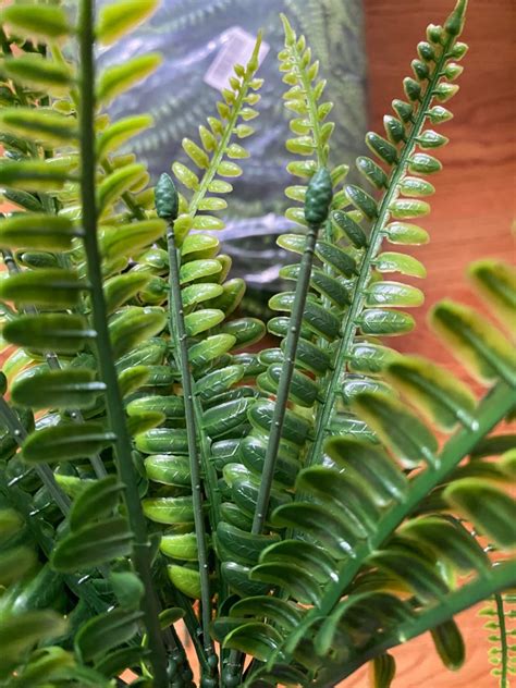 Mo Finance Aumveyi Pcs Artificial Boston Fern Plants Bushes