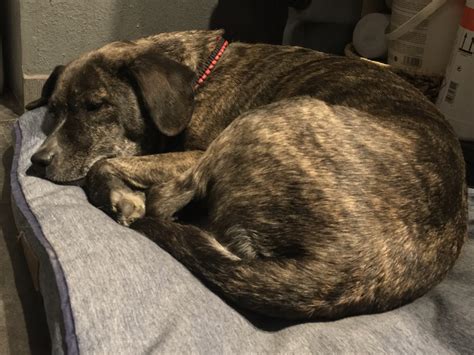 15 Ways To Keep Your Dog Calm and Occupied While You're Away - Doggodigest