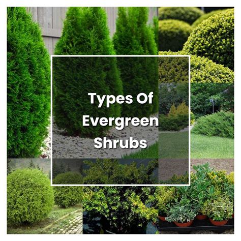 Russell39s Photo Gallery Plants Shrubs Evergreen