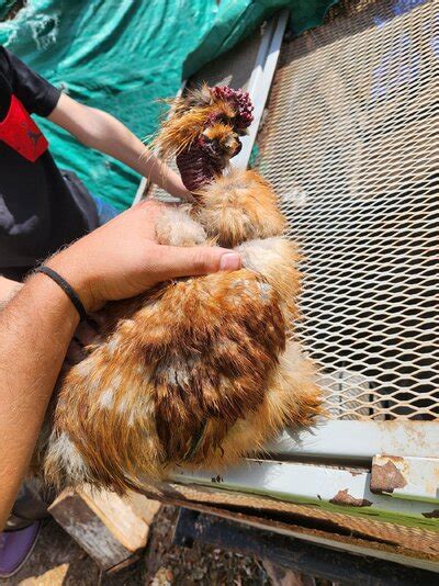 High Fibro Naked Necks Backyard Chickens Learn How To Raise Chickens