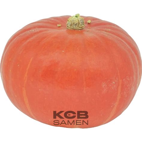 Flexi Kuri F1 Pumpkin Seeds Kcb Samench