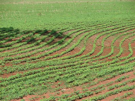 Agricultores D O In Cio Ao Plantio De Soja No Rio Grande Do Sul Apesar