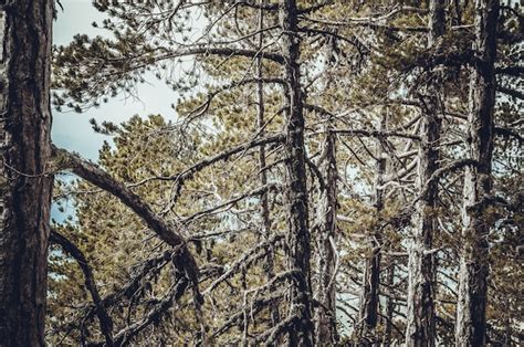 Forêt De Pins Photo Gratuite