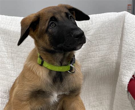 belgian malinois puppies dogs puppies  rehoming ottawa kijiji